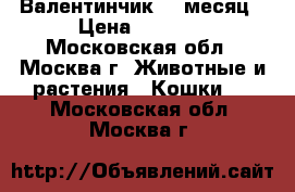 Валентинчик, 1 месяц › Цена ­ 7 000 - Московская обл., Москва г. Животные и растения » Кошки   . Московская обл.,Москва г.